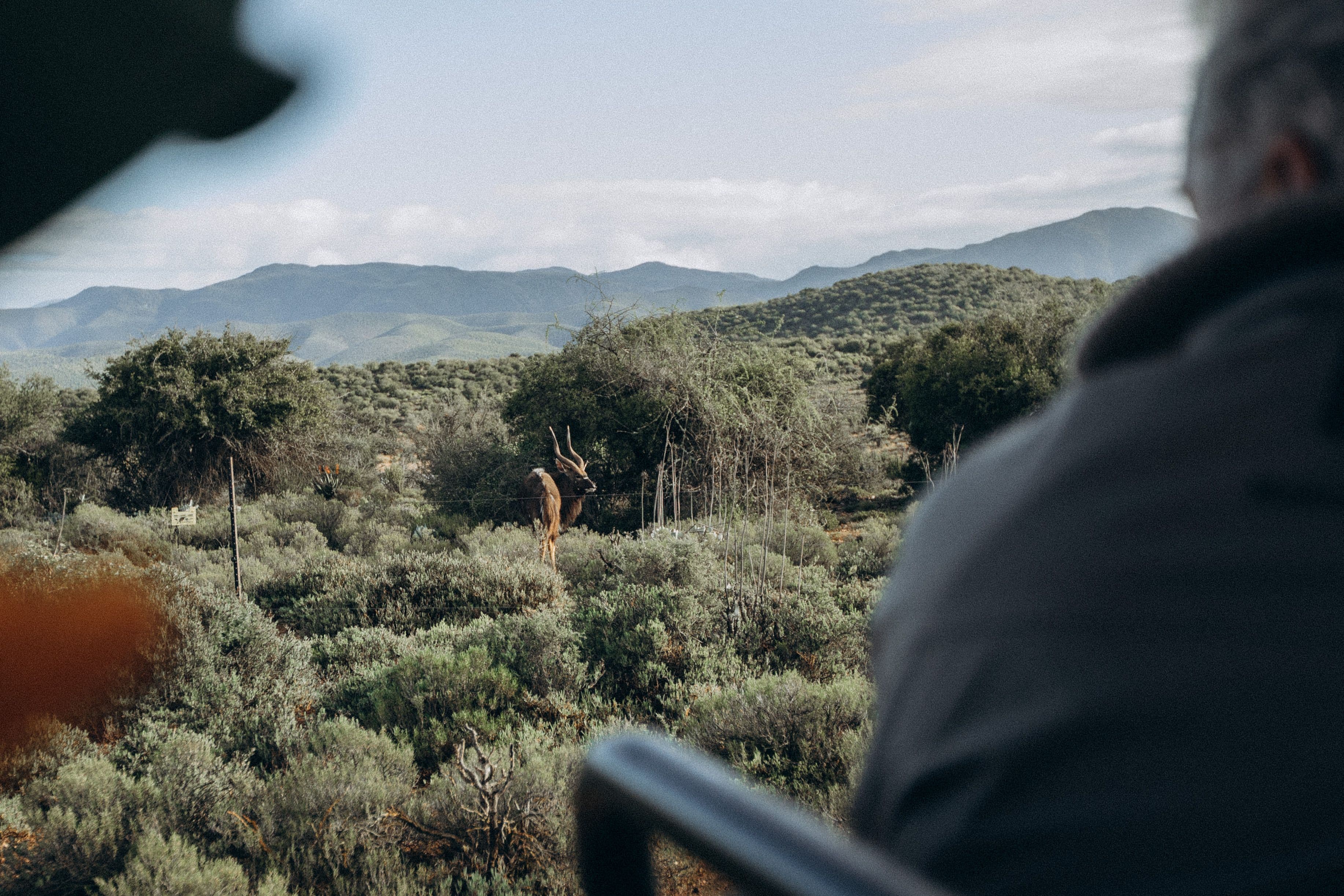 Young guests on safari